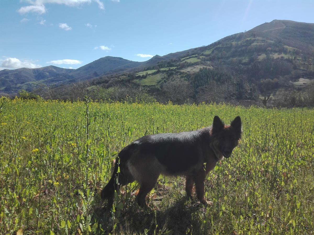 Agroturismo La Casona De Belmonte Ovinana  Exteriör bild