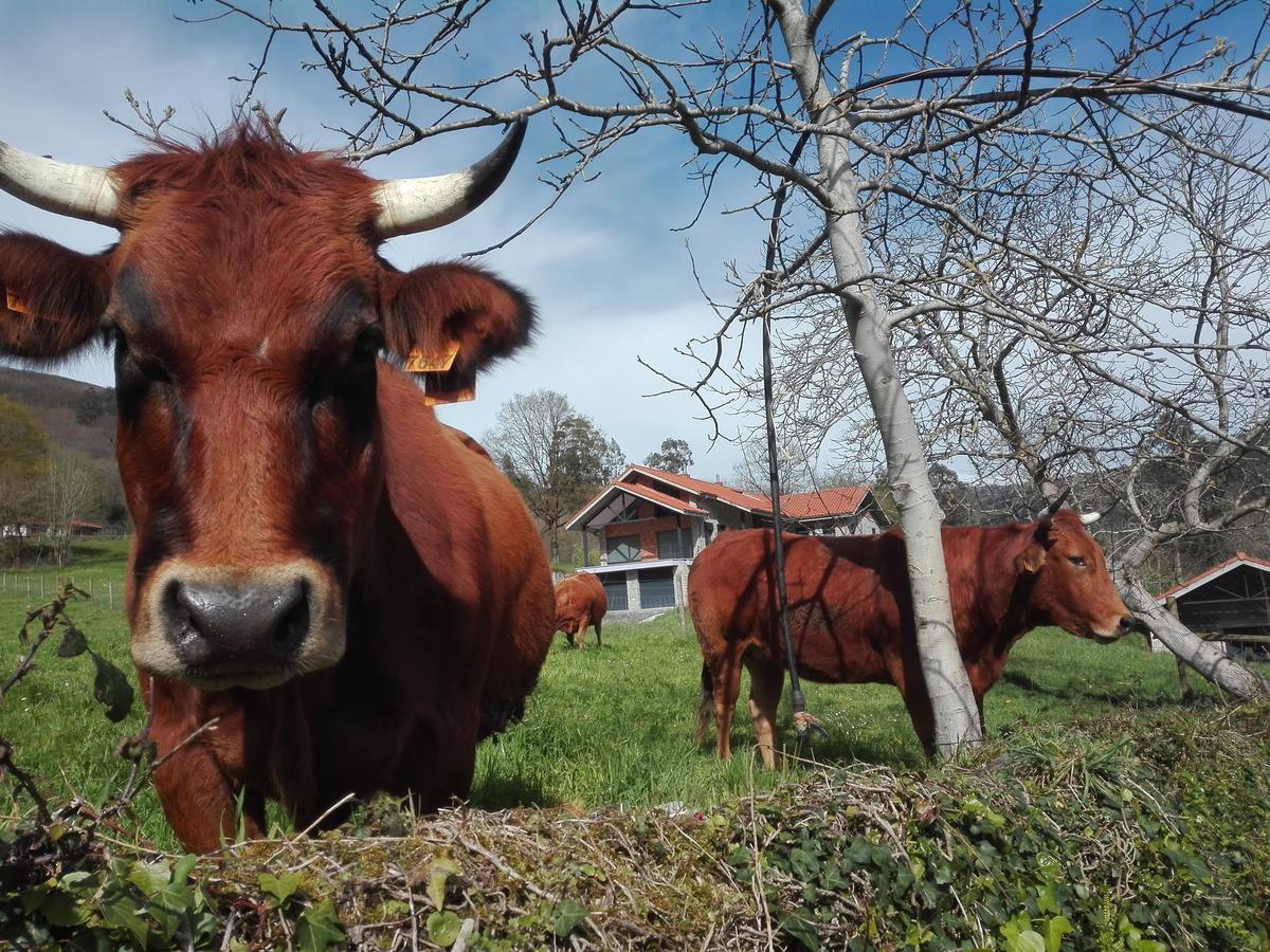 Agroturismo La Casona De Belmonte Ovinana  Exteriör bild